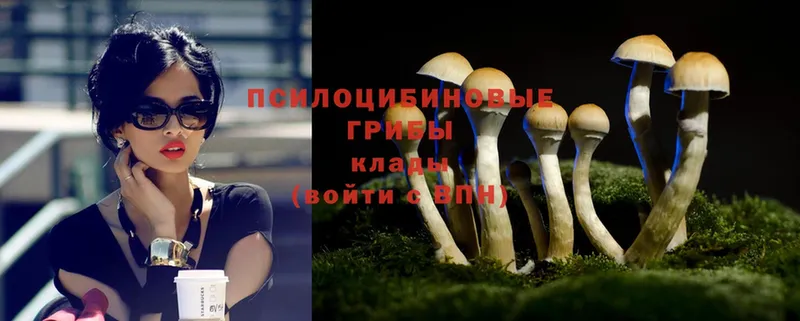 Галлюциногенные грибы Psilocybe  Воскресенск 